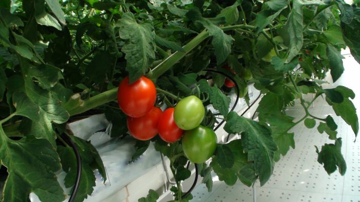 pomodoro senza nichel